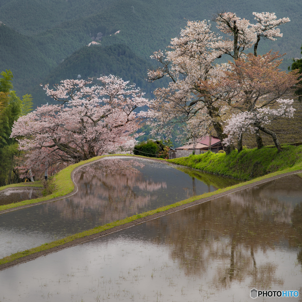 三多気の桜