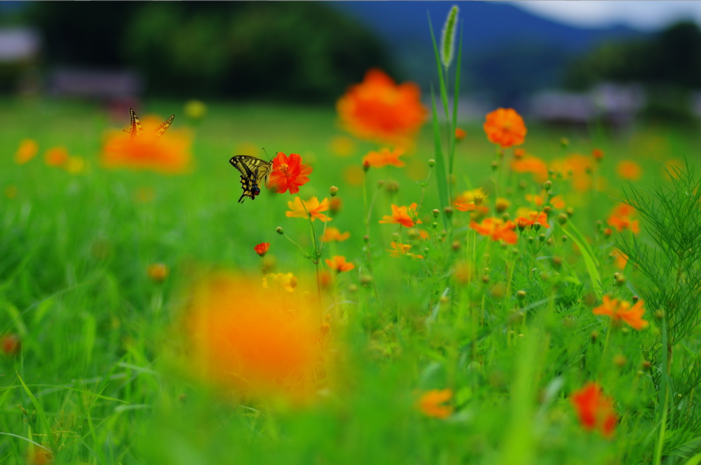 花から花へ
