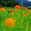 花から花へ