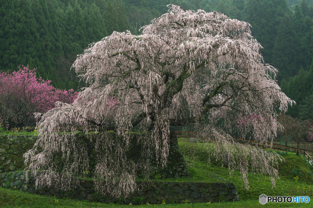 本郷の瀧桜