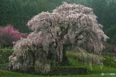 本郷の瀧桜