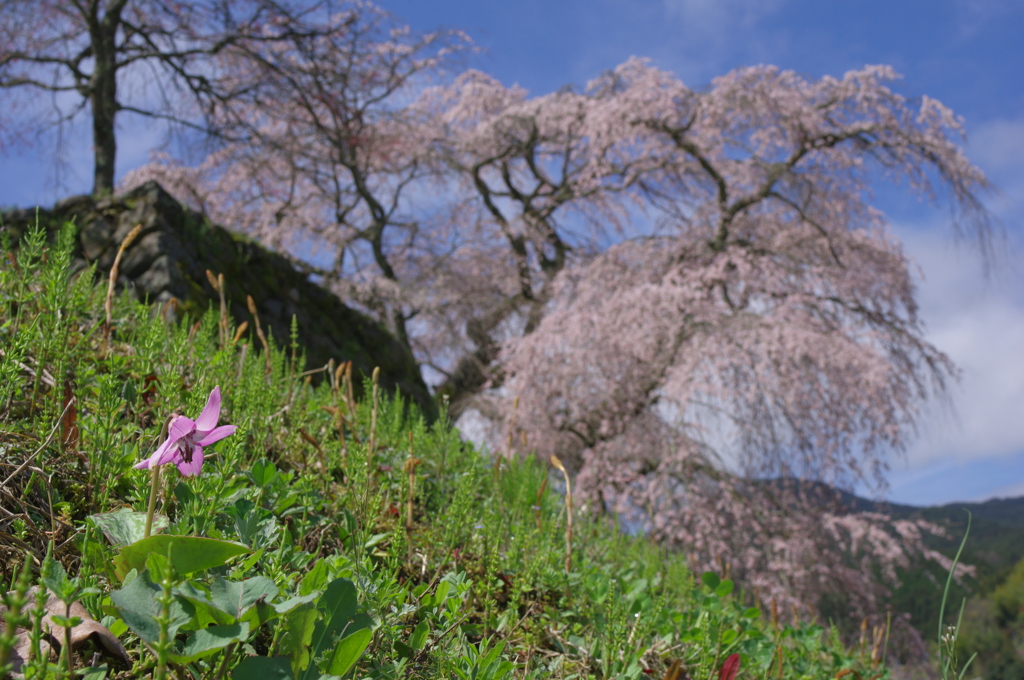 又兵衛桜