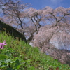 又兵衛桜