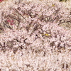 春爛漫