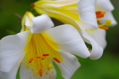 爛熟～lily