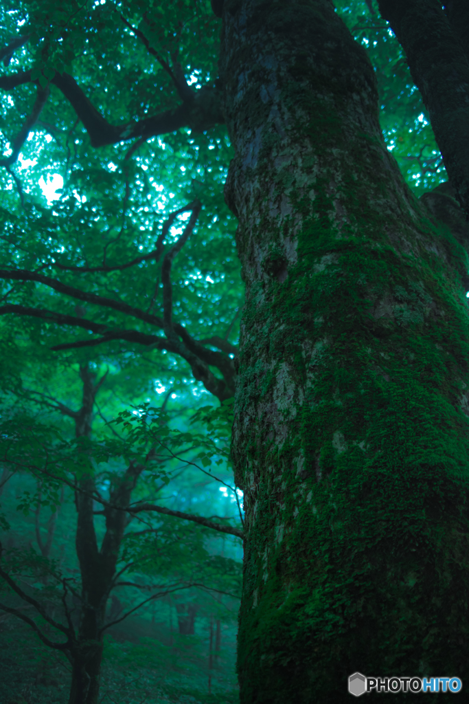 Deep Forest