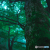 Deep Forest