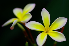 Plumeria