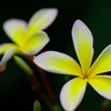 Plumeria
