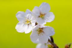 桜咲いた