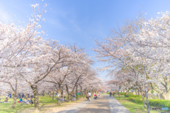 osaka 桜景