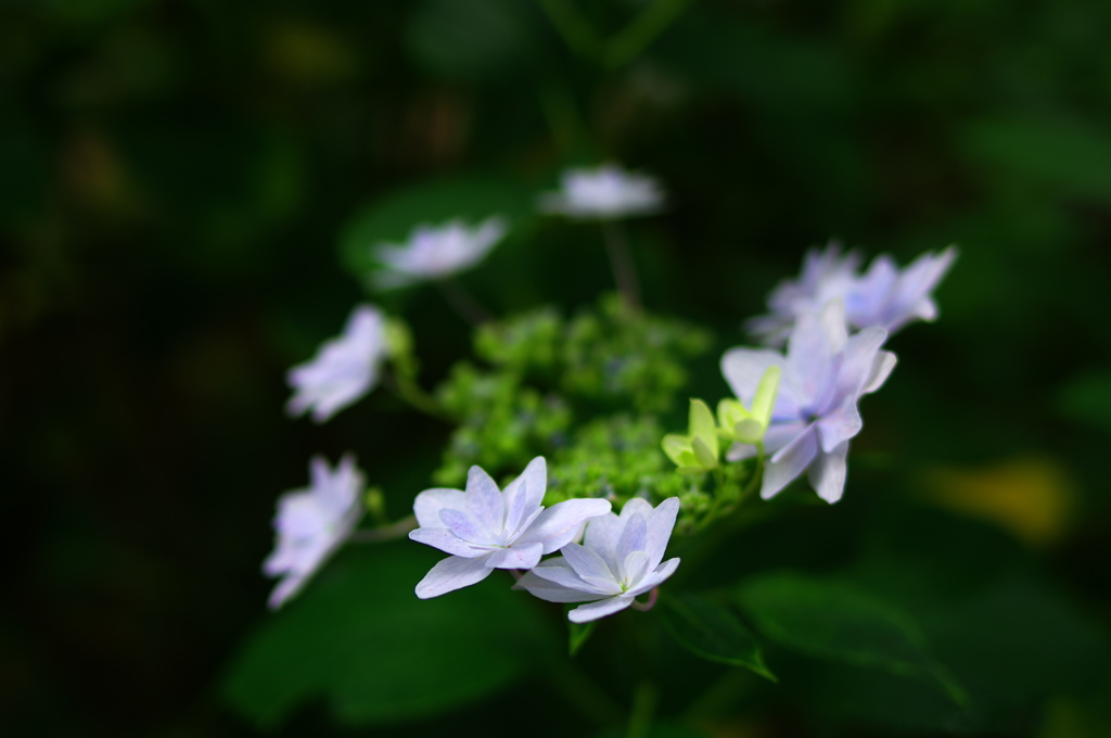 墨田の花火