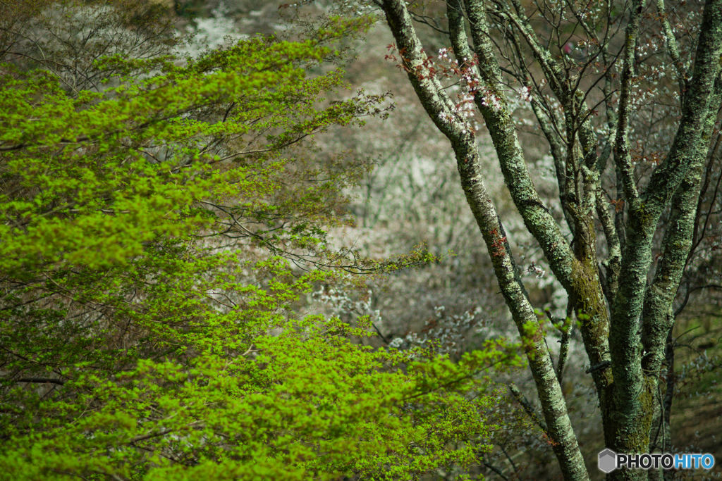 桜 添え