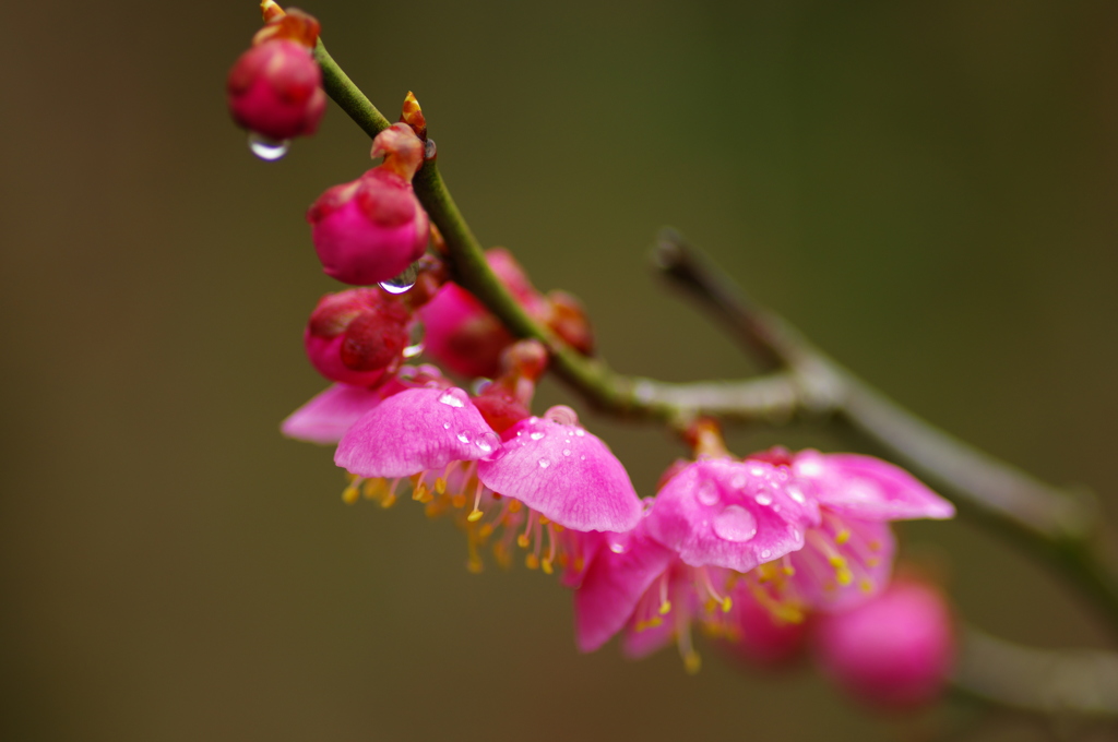 梅～春雨