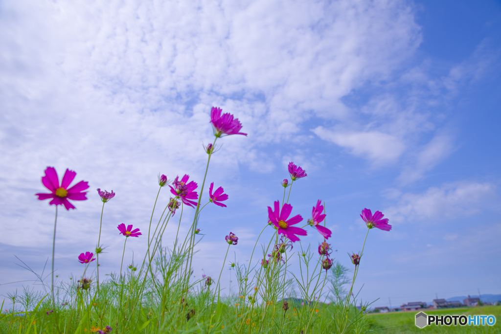 盛夏の候（秋桜）