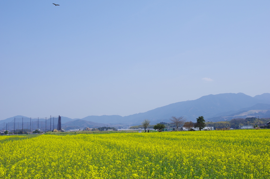 菜の花畑