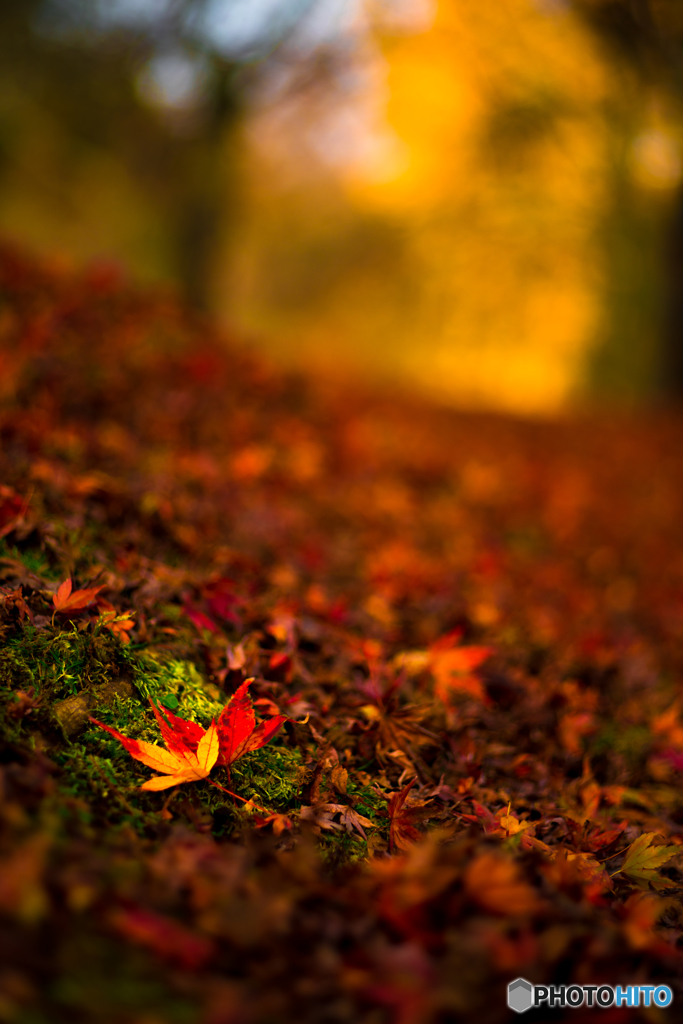紅と黄の。