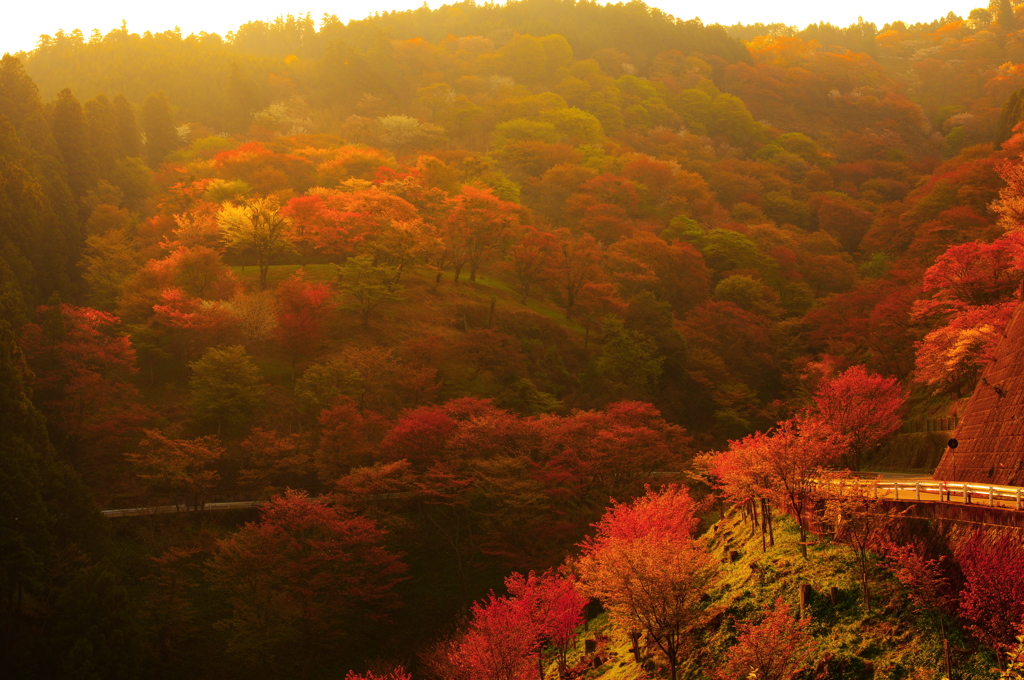 吉野 千本桜