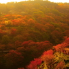 吉野 千本桜