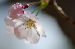 萌桜