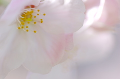 桜色