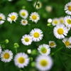 花火のように･･