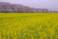 菜種梅雨