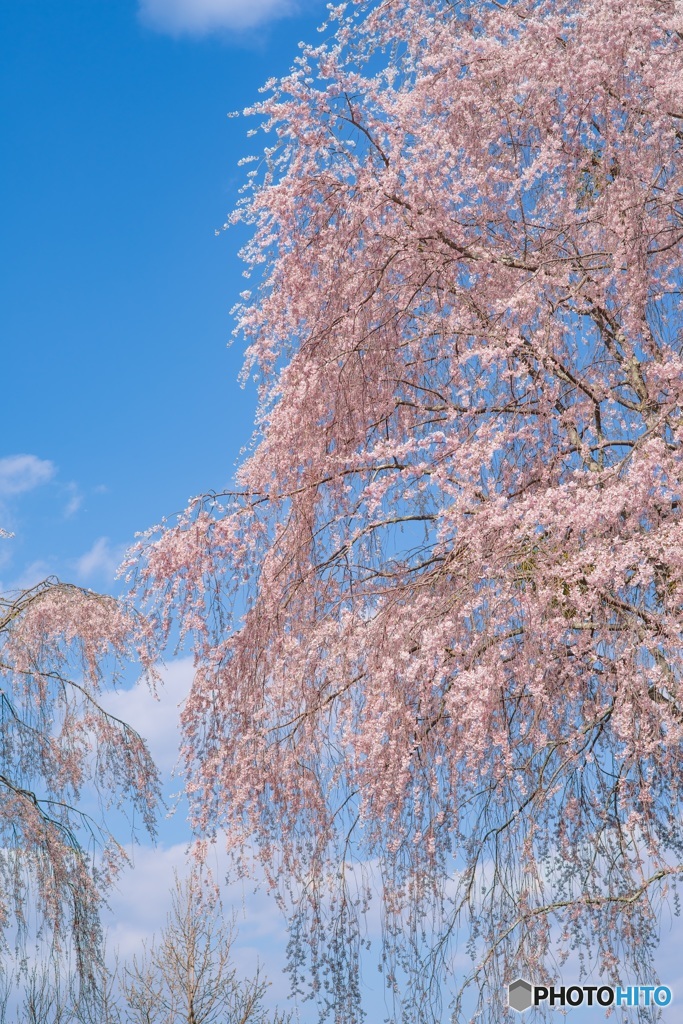 天空に咲く