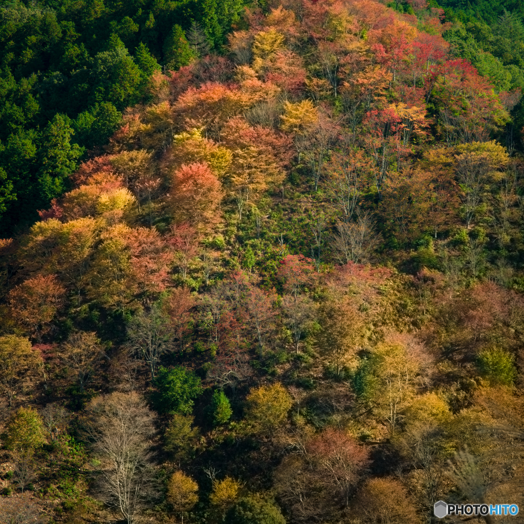 桜の秋景