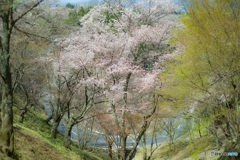 yoshino 桜景