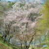 yoshino 桜景