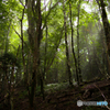 西大台ブナ林
