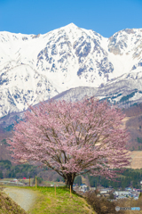 野平の桜