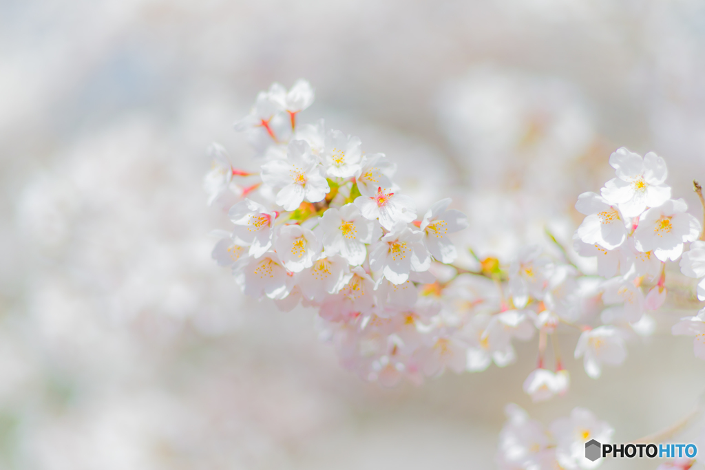 咲く