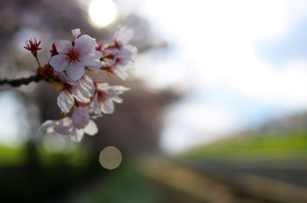 桜添え