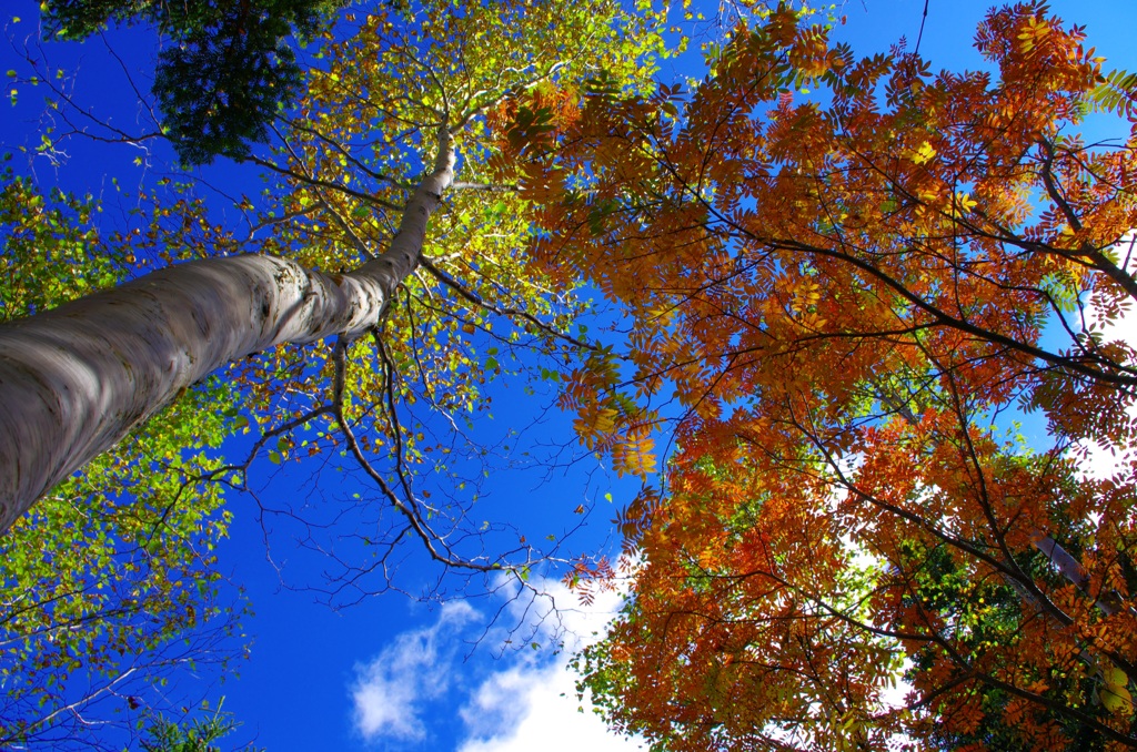 ナナカマドの紅葉