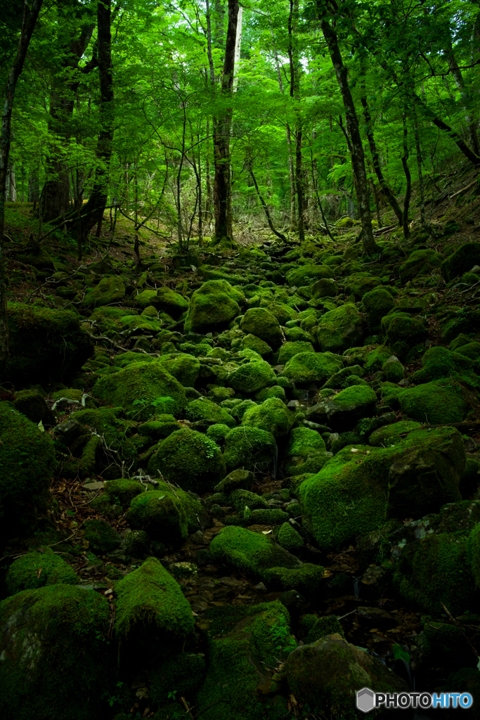 原始の森