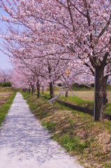 桜の小径