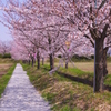 桜の小径