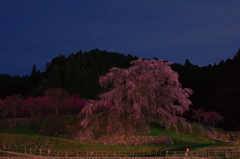 瀧桜