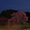 瀧桜
