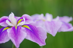 花菖蒲（ハナショウブ）