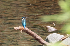 カワセミ