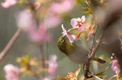 山桜とメジロ②