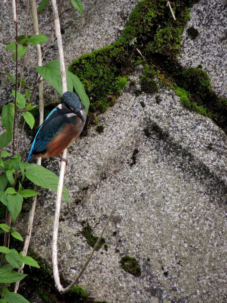 カワセミ