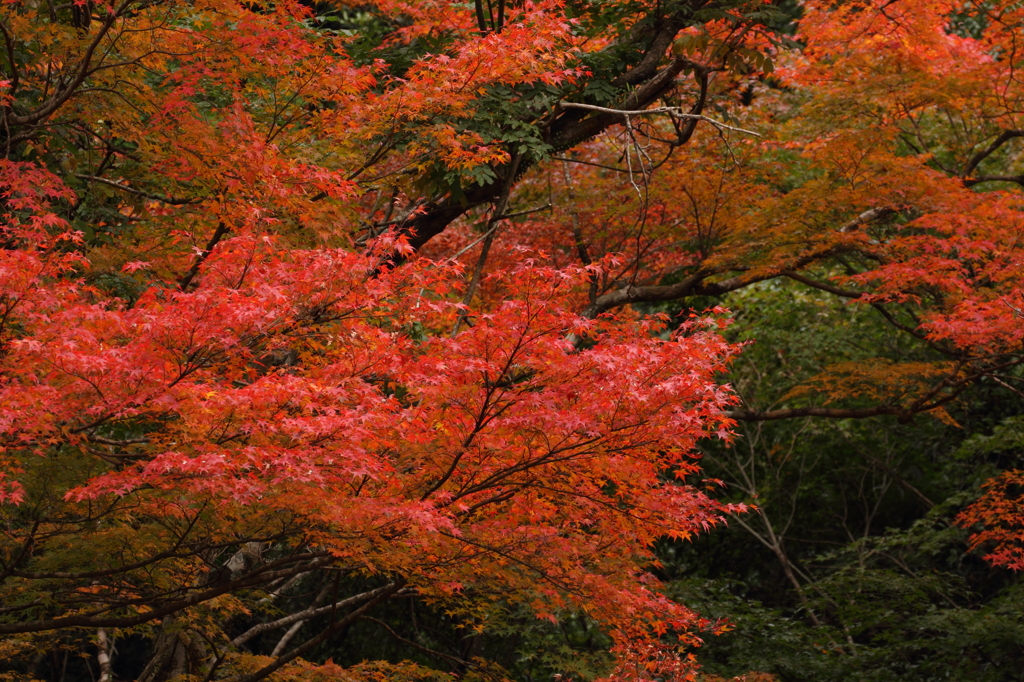 奥十曽渓谷の紅葉
