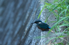 カワセミ