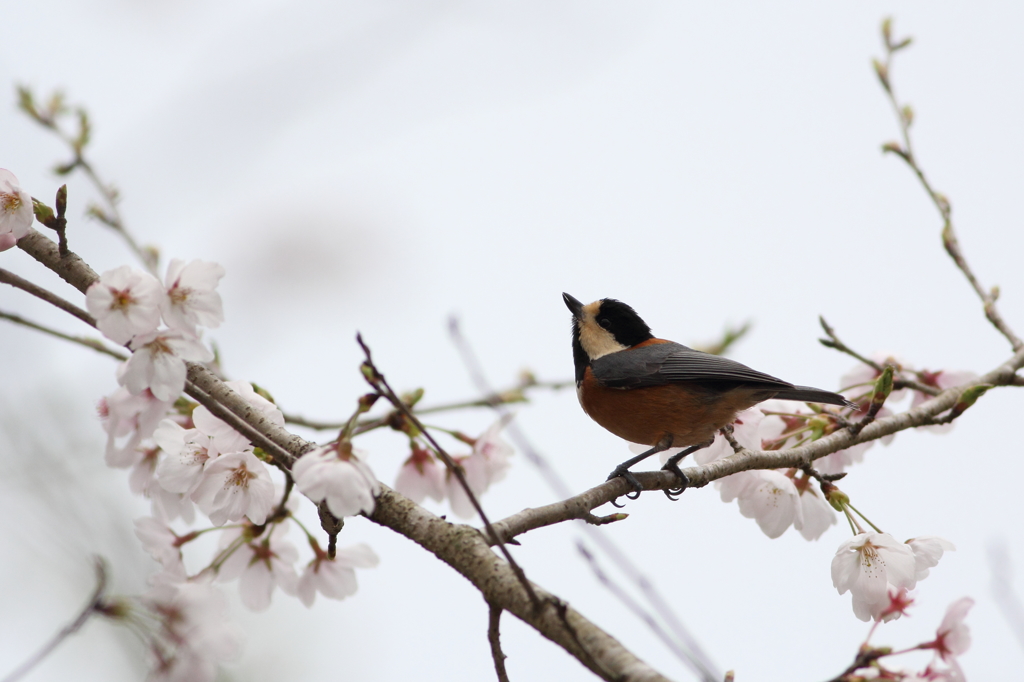 桜とヤマガラ