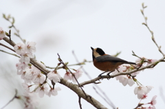 桜とヤマガラ