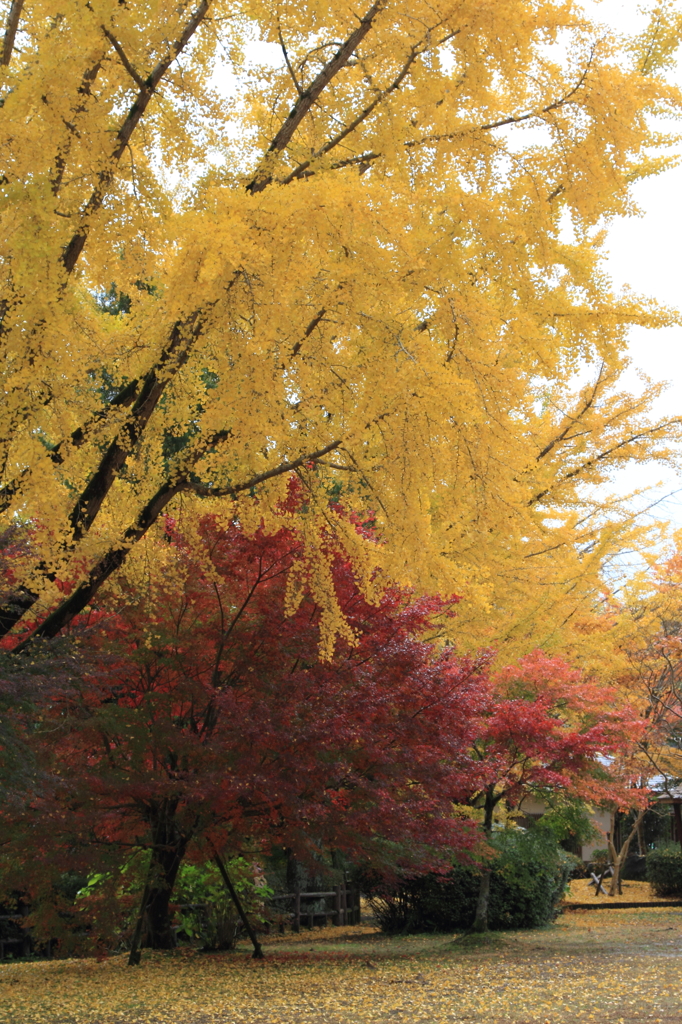 曽木の滝公園の紅葉